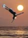Salto Joe